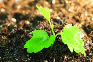 域名注册时如何选注册年限
